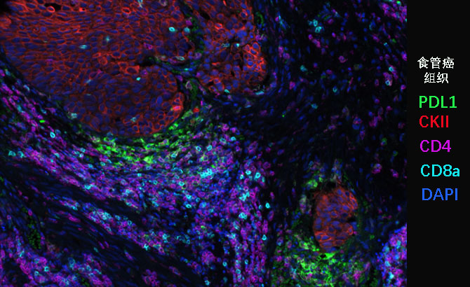多靶標免疫熒光標記染色服務